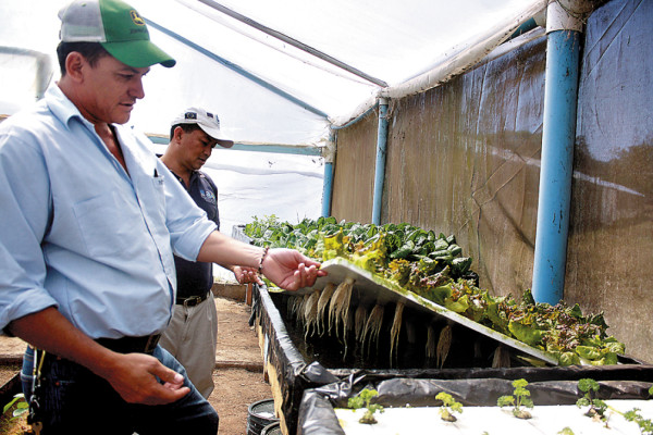 Promueven la diversificación de cultivos en tierras de El Paraíso