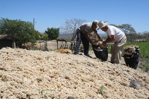 Alerta roja por sequía en municipios del sur de El Paraíso