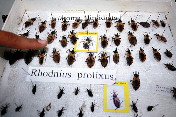 Víctimas de Chagas serán atendidos