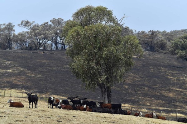 ¡Imágenes que duelen! Incendios siguen arrasando con bosques y animales de Australia