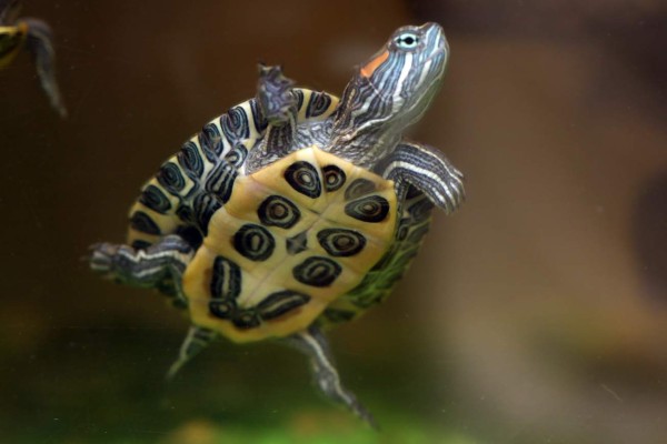 Día mundial de las tortugas