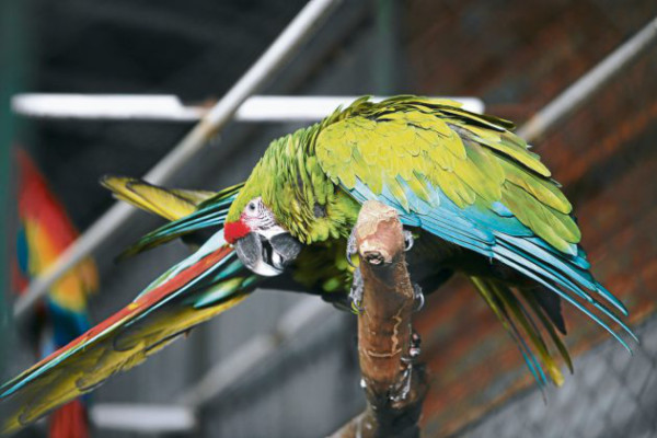 Un vistazo a nuestra fauna nacional