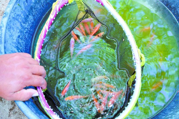 Con producción de tilapia tratan de vencer la escasez de alimentos
