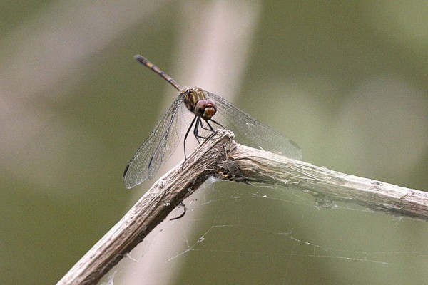 Las Fotos de la Semana en ElHeraldo.hn