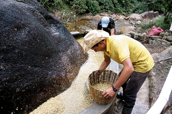 Enormes rocas sirven como despulpadora de café en El Paraíso