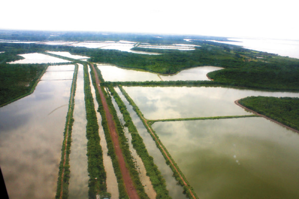 Industria del camarón recupera su poderío en el sur de Honduras