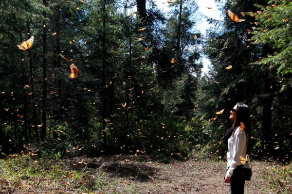 Un vuelo de color inigualable brindan las mariposas monarca