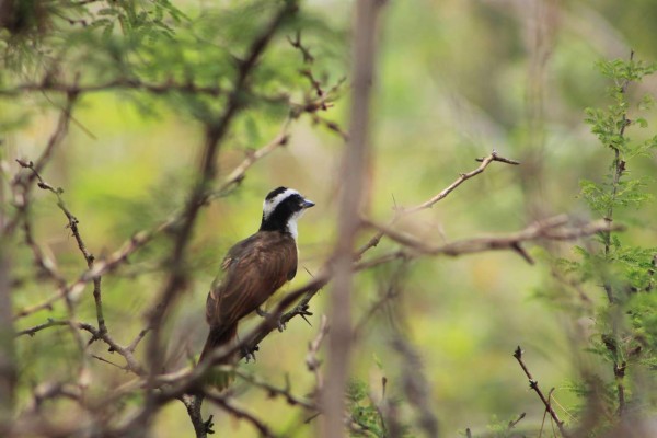 Fértil y muy variada, conozca la ruta agroturística de Comayagua