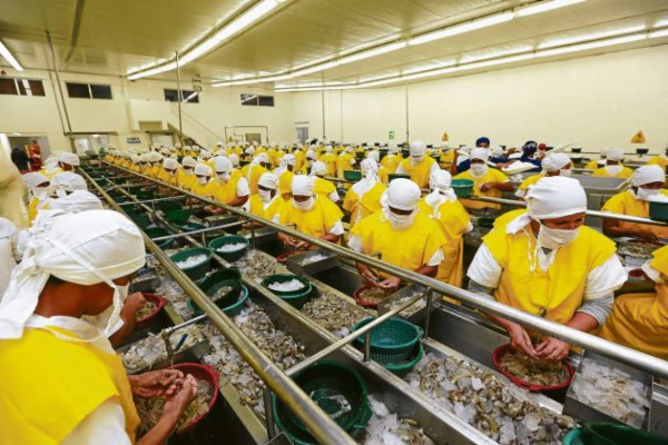 Camarones generarán $220 millones este año