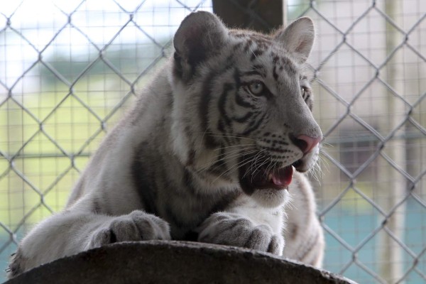 Joya Grande, un fascinante pedazo de África en Honduras