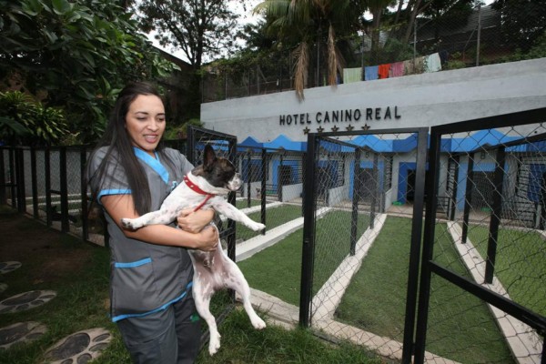 Cachorros se hospedan en hoteles cinco estrellas en Honduras