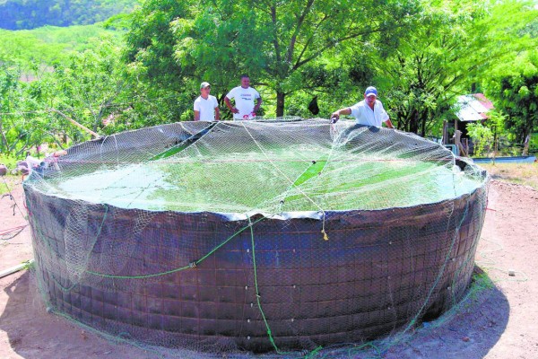 Con producción de tilapia tratan de vencer la escasez de alimentos