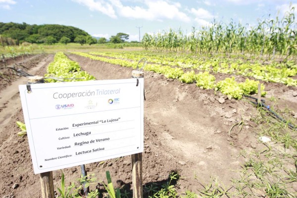 Centro La Lujosa pasa a facultad del CURLP en el sur