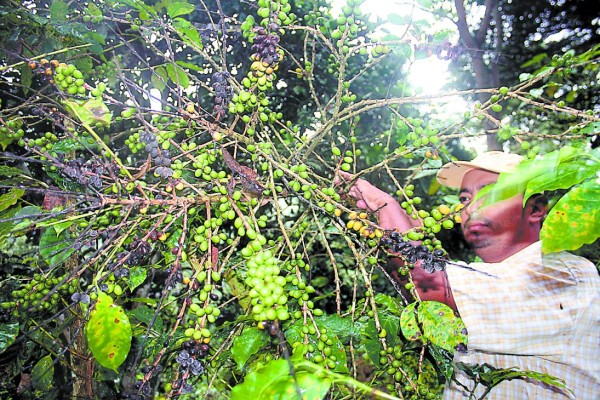 Renuevan 8,000 manzanas de fincas de café en oriente