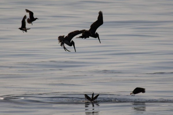 California declara en emergencia zona costera tras derrame de crudo