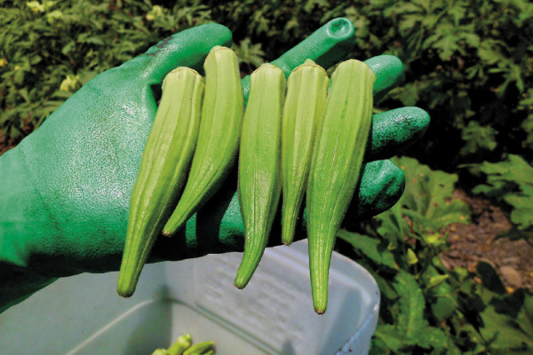 Exportación de okra a Europa y EE UU es de 22.9 millones de dólares
