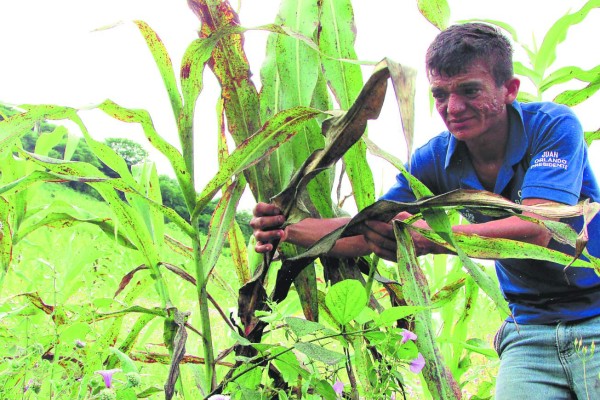 Honduras: Plaga arrasa con 2,818 manzanas de cultivos en el corredor seco