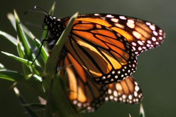 Un vuelo de color inigualable brindan las mariposas monarca