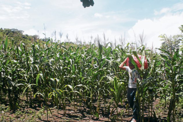 Rubros agrícolas que sostienen la economía