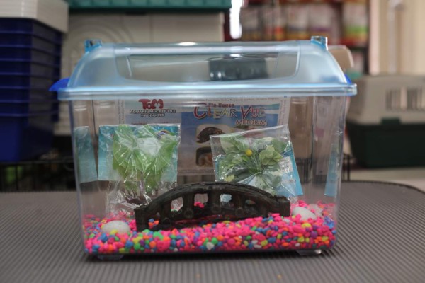 Día mundial de las tortugas