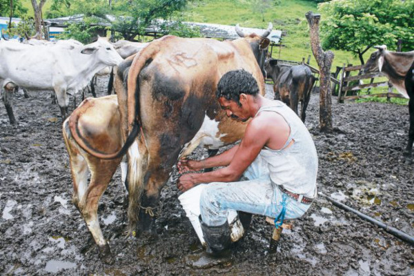 Rubros agrícolas que sostienen la economía