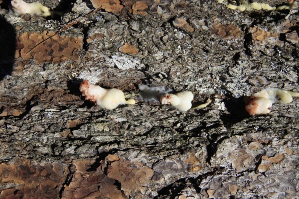 33 alcaldías en emergencia por plaga de gorgojo