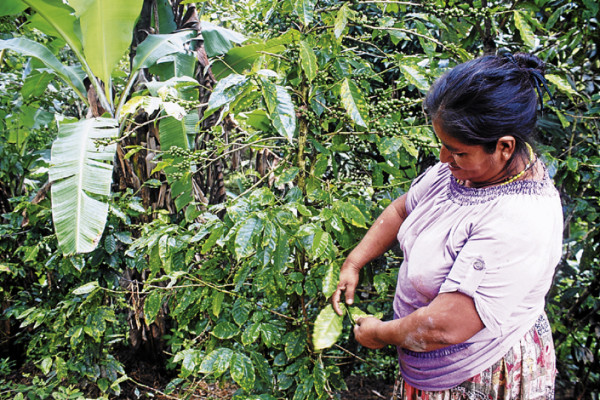 La roya amenaza cafetales de El Paraíso