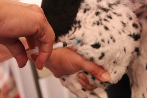 Así inició la jornada de vacunación de perros y gatos en Honduras