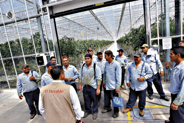 Exclusiva de EL HERALDO: Cerca de 25,000 catrachos viven el 'sueño canadiense”