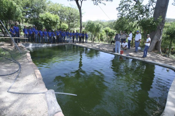 Con producción de tilapia tratan de vencer la escasez de alimentos