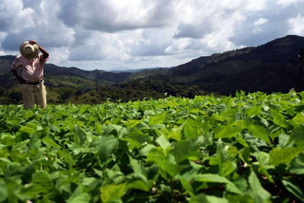 Los milagrosos frijoles que vencen el cambio climático en Centroamérica&nbsp;&nbsp;&nbsp;