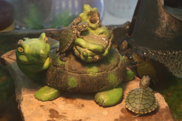 Día mundial de las tortugas