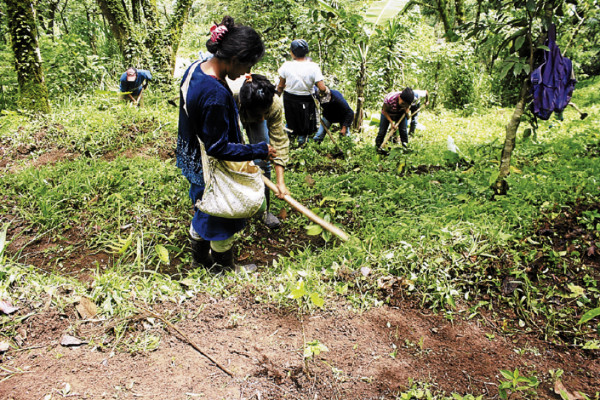La roya amenaza cafetales de El Paraíso