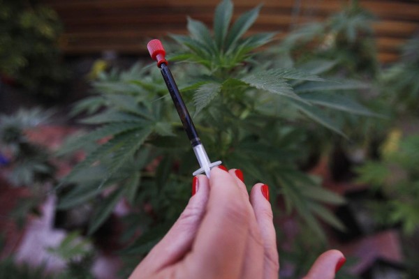 Una planta prohibida, la medicina de sus hijos