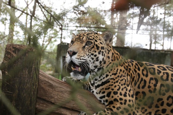 Zoológico Rosy Walther, un destino hermoso en la capital de Honduras