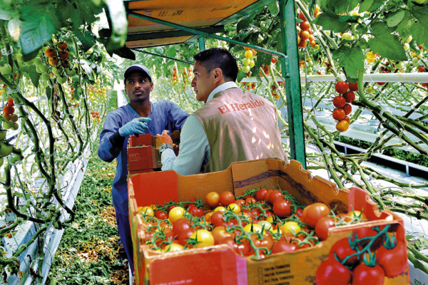 Exclusiva de EL HERALDO: Cerca de 25,000 catrachos viven el 'sueño canadiense”