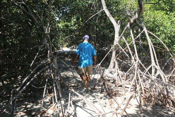 Honduras: El mangle, la joya natural más bella del Sur