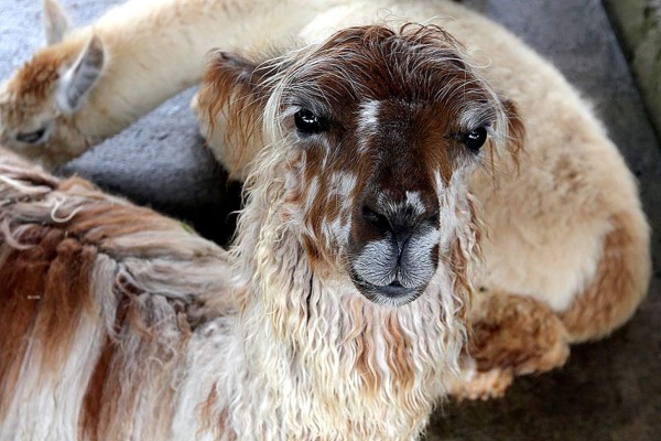 Las Fotos de la Semana en ElHeraldo.hn