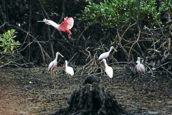 Un recorrido al natural por el bosque de mangle