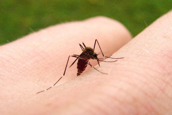 Mosquitos: estrategias de 'cazar'