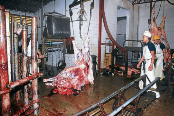 En condiciones insalubres funciona rastro de Danlí