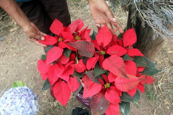 Espléndidas obras de arte navideño engalanan las calles de la capital