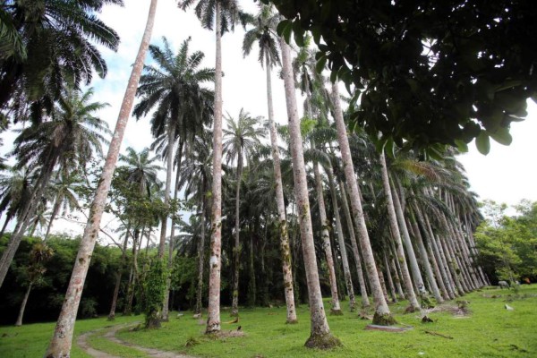 Jardín Botánico Lancetilla