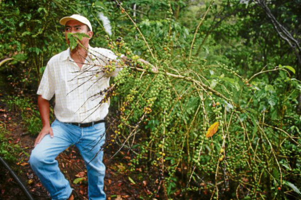 Incertidumbre en el sector cafetalero