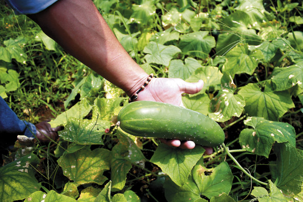 Promueven la diversificación de cultivos en tierras de El Paraíso