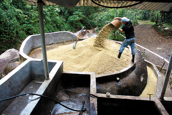 Enormes rocas sirven como despulpadora de café en El Paraíso