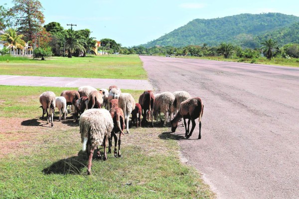 Esperaban 180,000 turistas al año en aeródromo de Río Amarillo, Copán