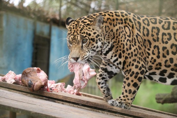 Zoológico desmiente uso de perros para alimentar jaguar