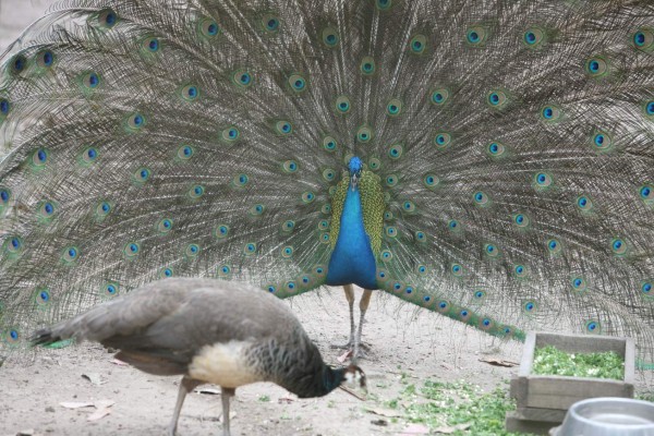 Zoológico Rosy Walther, un destino hermoso en la capital de Honduras