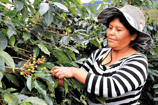 Caficultores de La Paz han sido atrapados por el cooperativismo